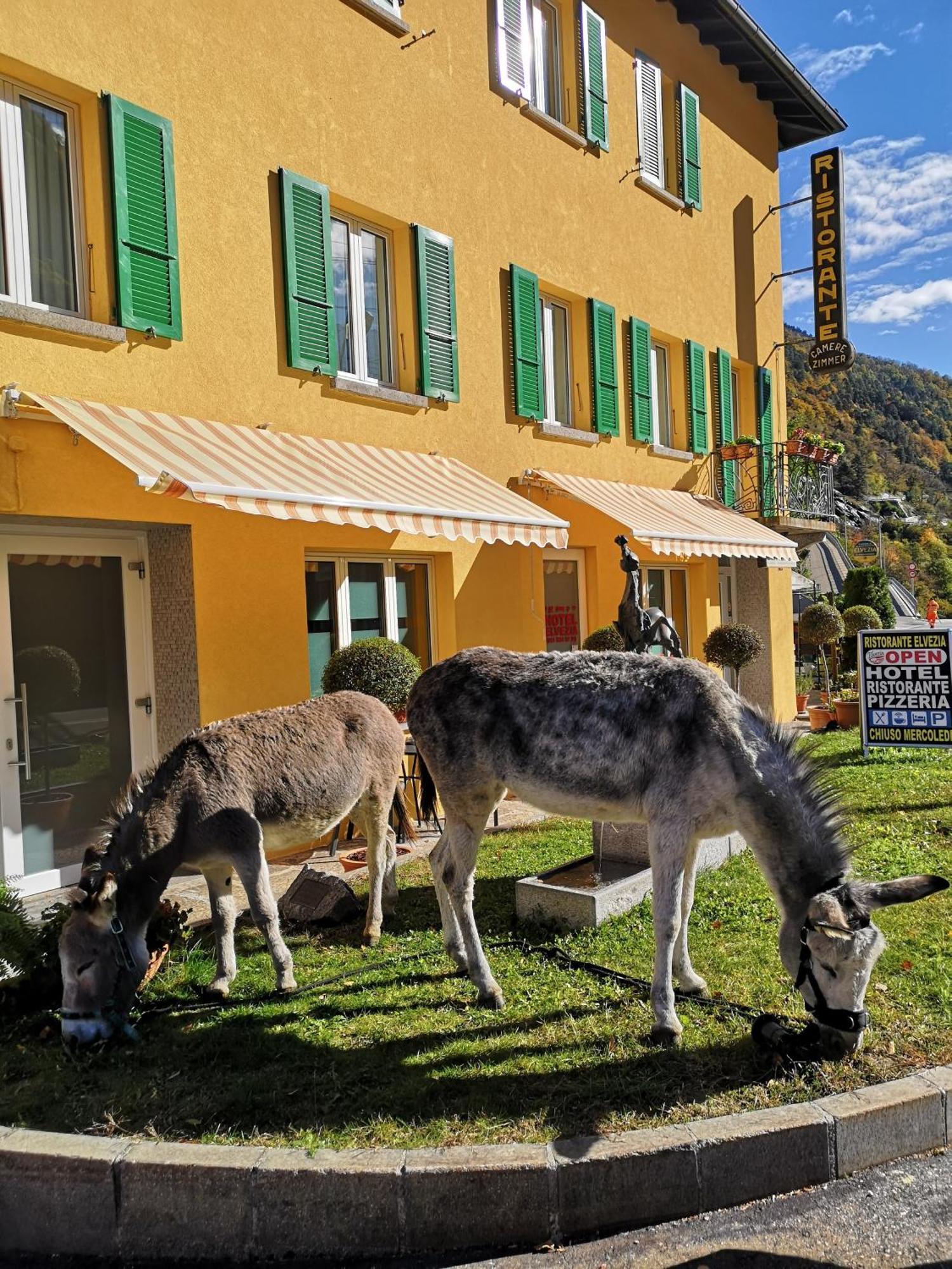 Elvezia * Lavorgo